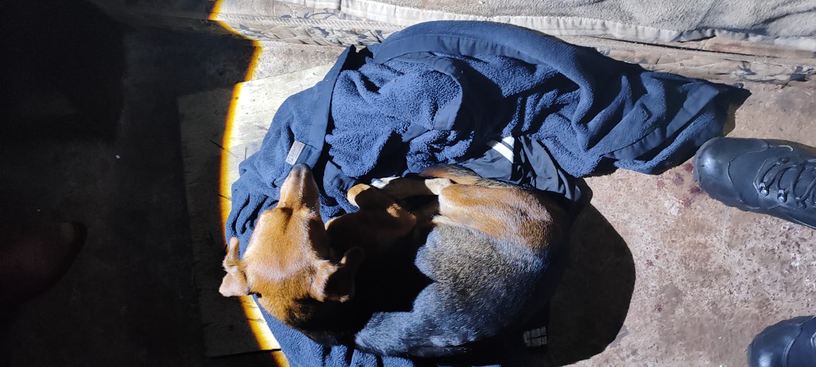 Homem foi esfaqueado em Cascavel por "estuprar" cachorro