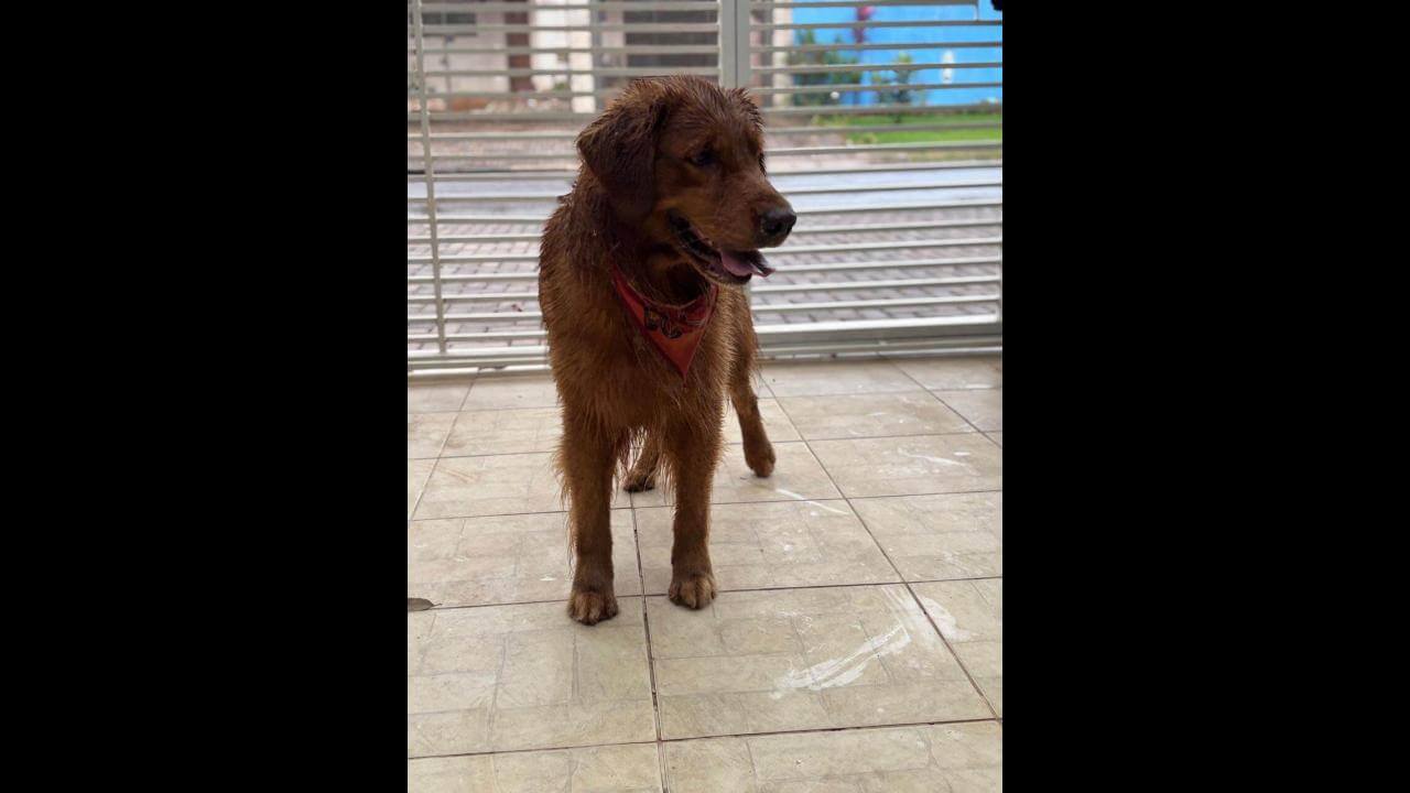 Cachorro é encontrado no bairro Santa Cruz