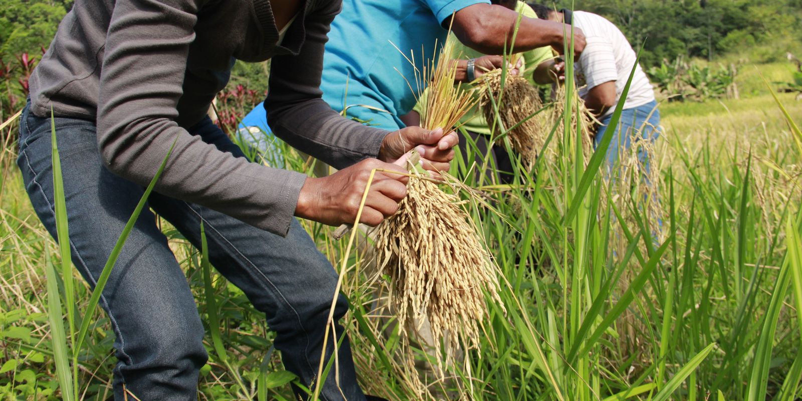 Arroz produzido por quilombolas abastece cozinha solidária em Sergipe Arroz produzido por quilombolas abastece cozinha solidária em Sergipe