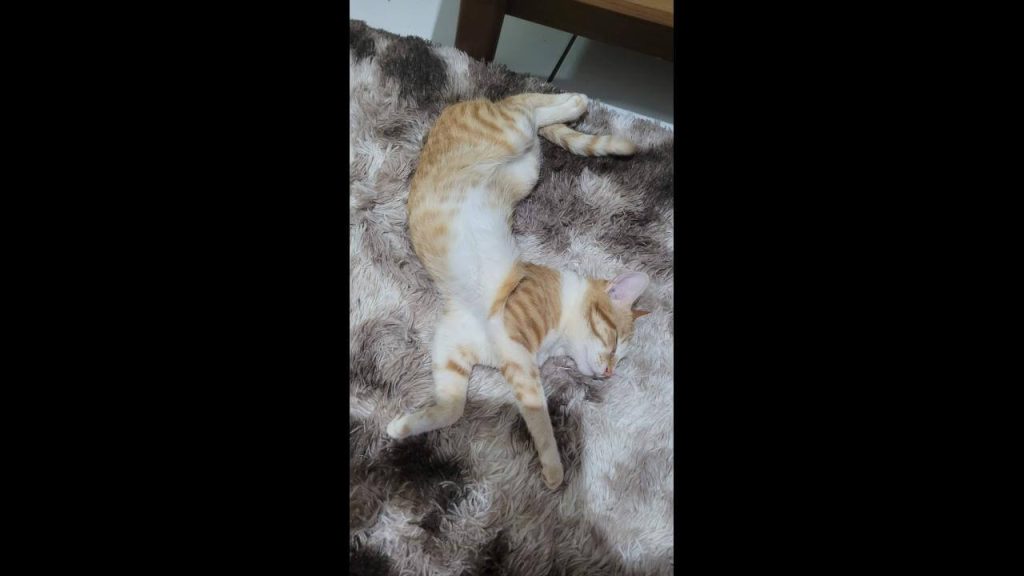 Gato Benjamin desapareceu no bairro Pioneiros Catarinenses Gato Benjamin desapareceu no bairro Pioneiros Catarinenses
