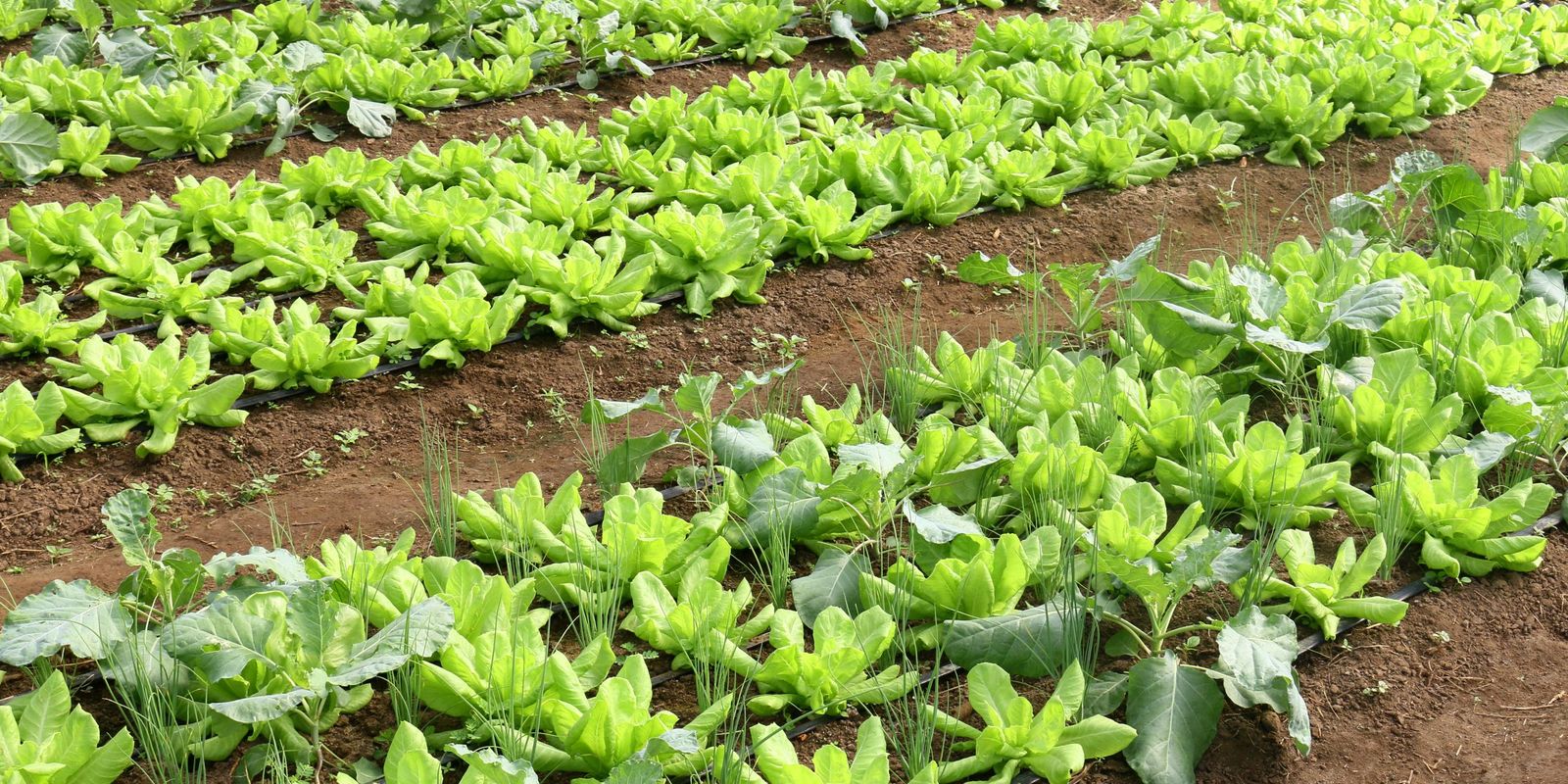 Conab: preço da batata e da alface caiu em março