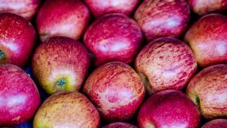 Exportação de frutas cresceu 26% no primeiro trimestre de 2025