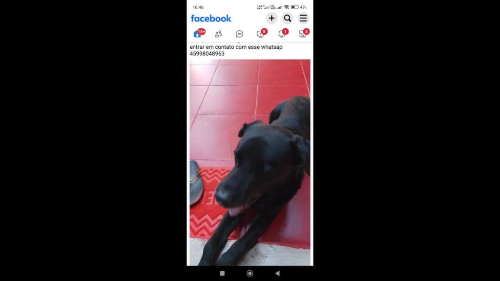 Cachorro Black desapareceu no bairro Cascavel Velho Cachorro Black desapareceu no bairro Cascavel Velho