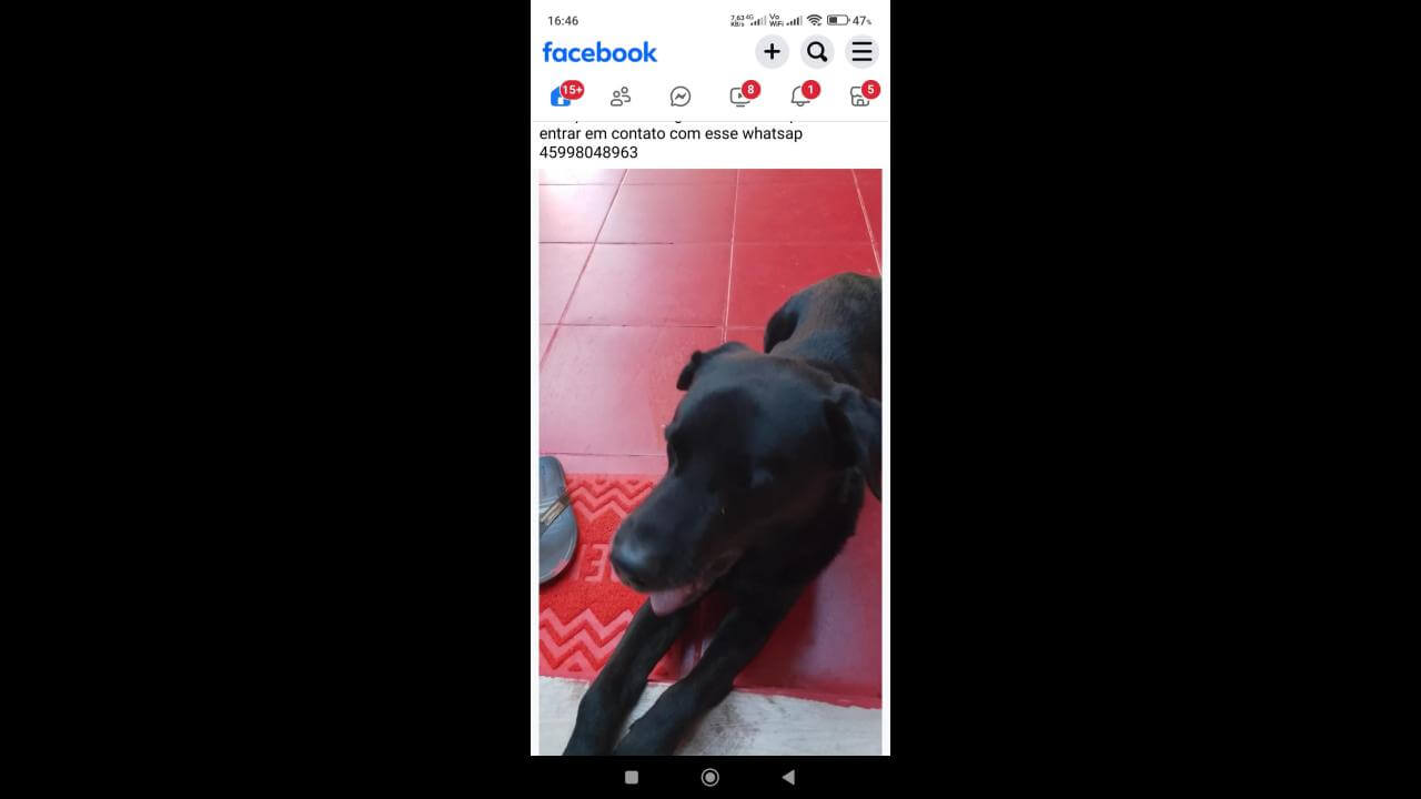 Cachorro Black desapareceu no bairro Cascavel Velho