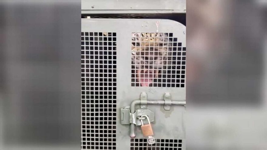 Onça-pintada ‘Nervosa’ que teria caçado Jorginho chega agitada ao CRAS; veja vídeo