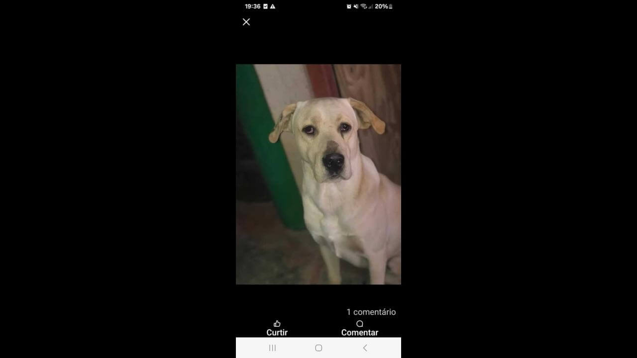 Cachorro Thor desapareceu no bairro Vista Linda
