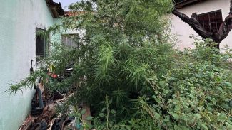 ROTAM apreende grande pé de maconha no bairro Floresta, em Cascavel