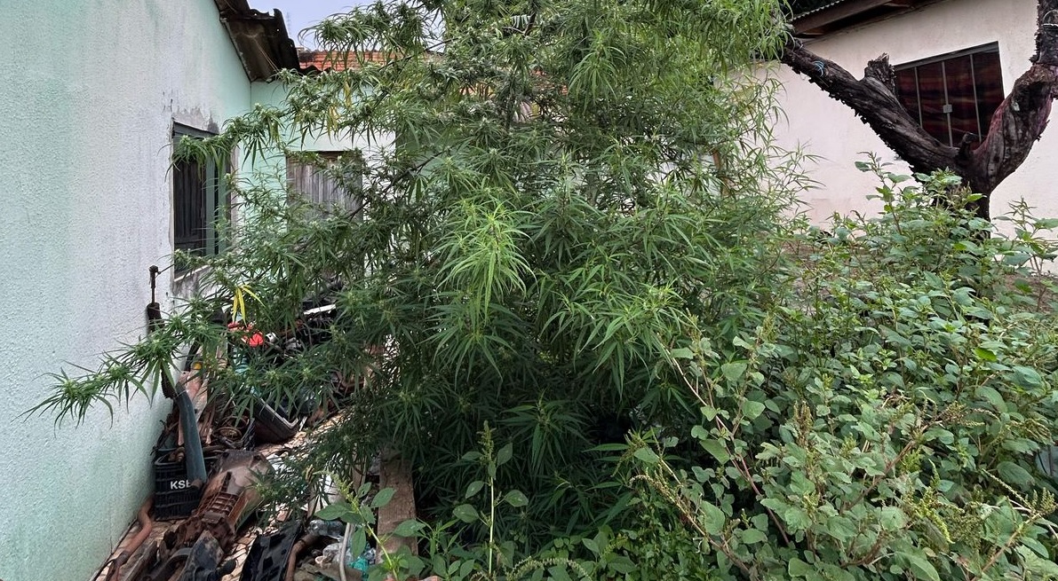 ROTAM apreende grande pé de maconha no bairro Floresta, em Cascavel