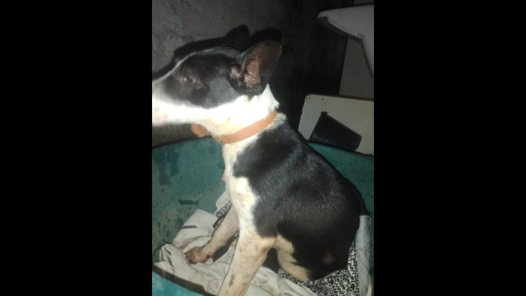 Cachorra é encontrada no bairro Morumbi Cachorra é encontrada no bairro Morumbi