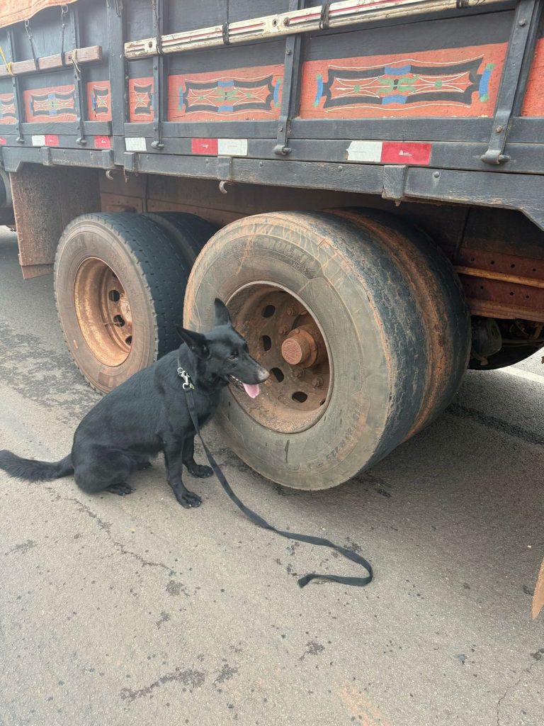 Cães da PM ajudam a apreender mais de 250 kg de maconha escondidos em pneus de caminhão em Iporã
