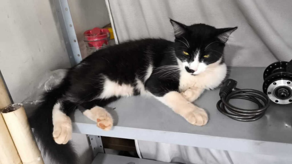 Gato Shake desapareceu no bairro Santa Felicidade Gato Shake desapareceu no bairro Santa Felicidade