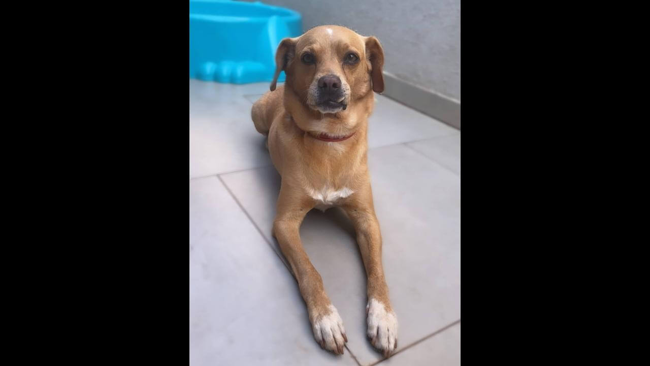 Cachorro Caramelo desapareceu no bairro Neva