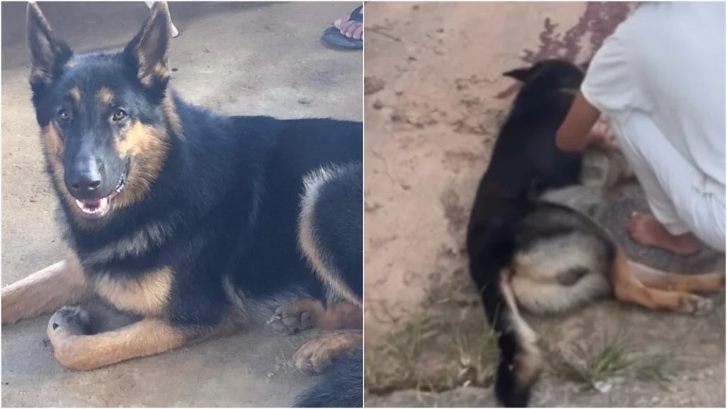 Polícia invade casa errada e mata cão com tiro Polícia invade casa errada e mata cão com tiro