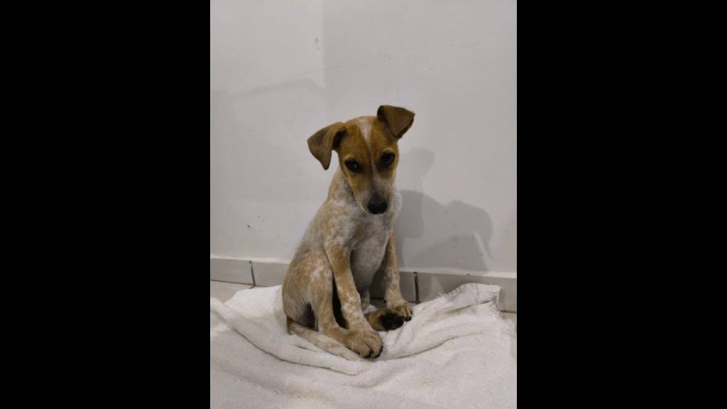 Cachorra desapareceu no bairro Brasília Cachorra desapareceu no bairro Brasília