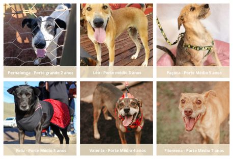 ONG de defesa animal enfrenta dívida de R$ 100 mil e organiza bazar para arrecadar fundos ONG de defesa animal enfrenta dívida de R$ 100 mil e organiza bazar para arrecadar fundos