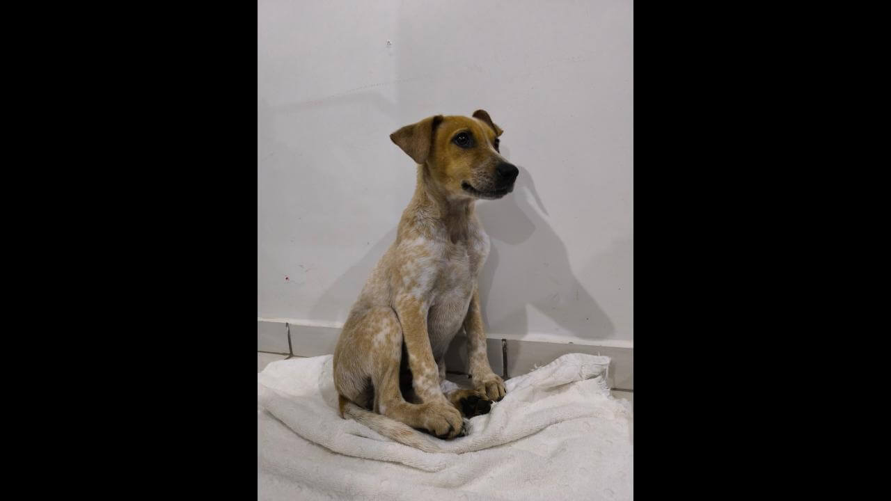 Cachorra Amora desapareceu no bairro Brasília Cachorra Amora desapareceu no bairro Brasília