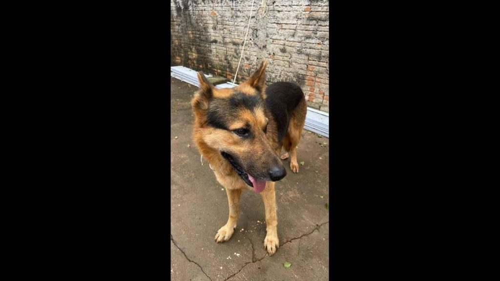 Cachorro é encontrado no bairro Pioneiros Catarinenses Cachorro é encontrado no bairro Pioneiros Catarinenses
