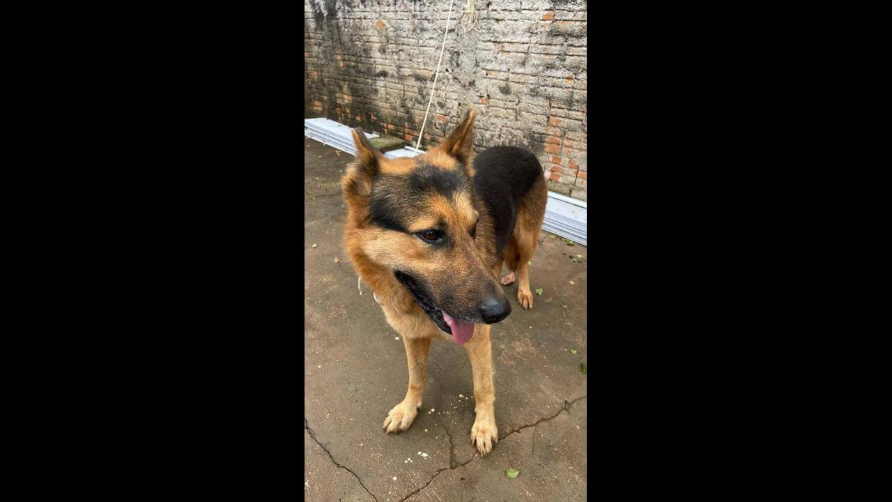 Cachorro é encontrado no bairro Pioneiros Catarinenses Cachorro é encontrado no bairro Pioneiros Catarinenses