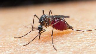 Falta de diagnóstico é obstáculo para eliminação da malária no Brasil