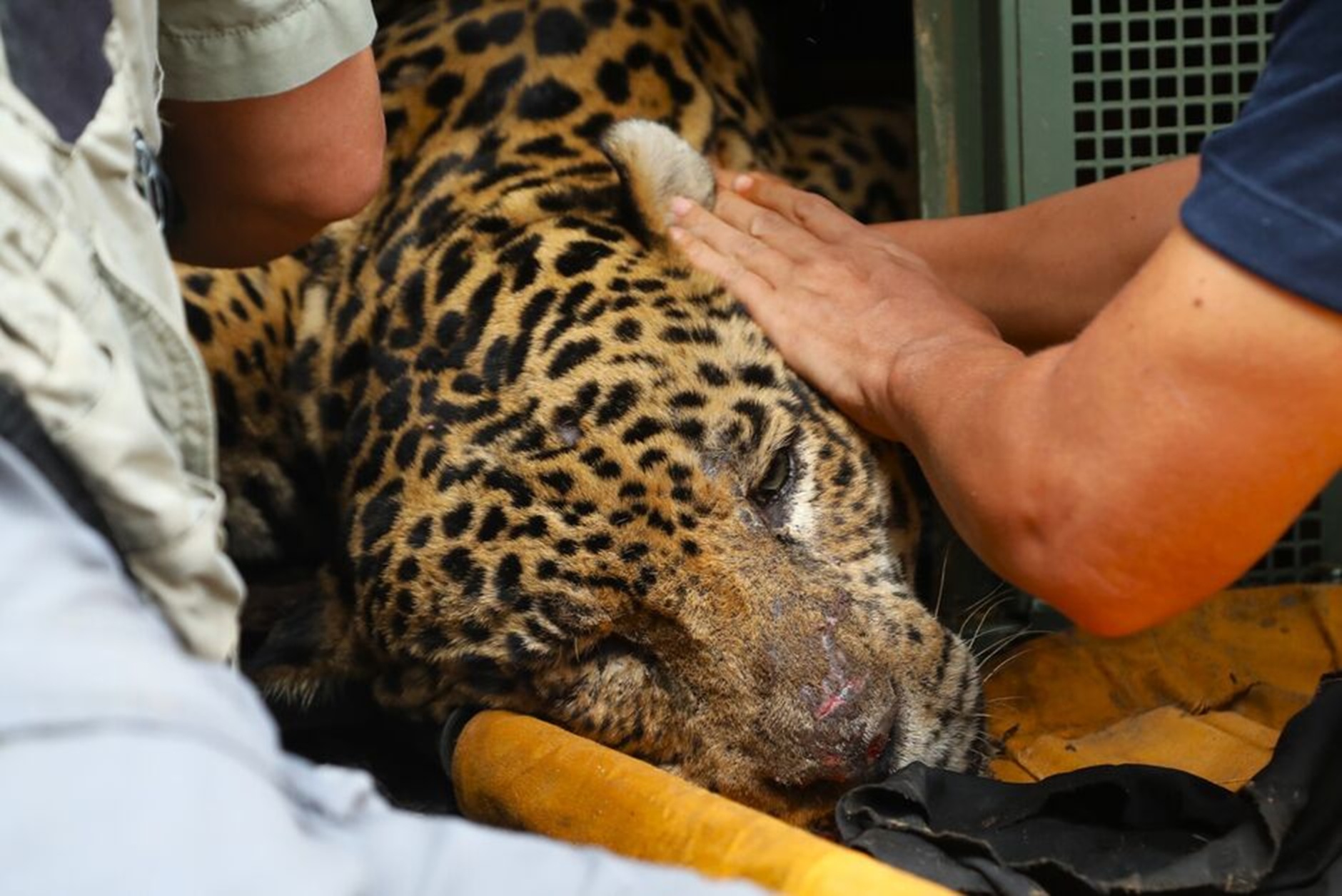 Onça-pintada que matou 'Jorginho' será mantida em cativeiro e não voltará à natureza Onça-pintada que matou 'Jorginho' será mantida em cativeiro e não voltará à natureza