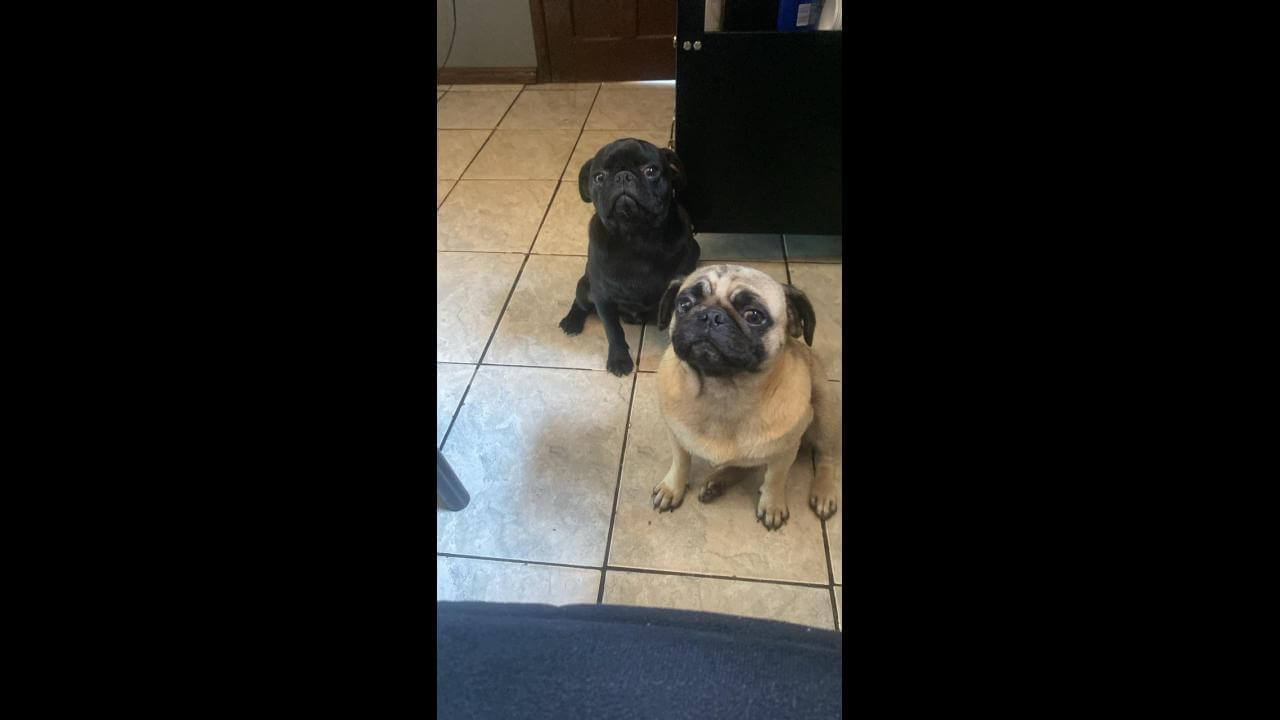 Cachorros Amora e Luffy desapareceram no bairro Universitário