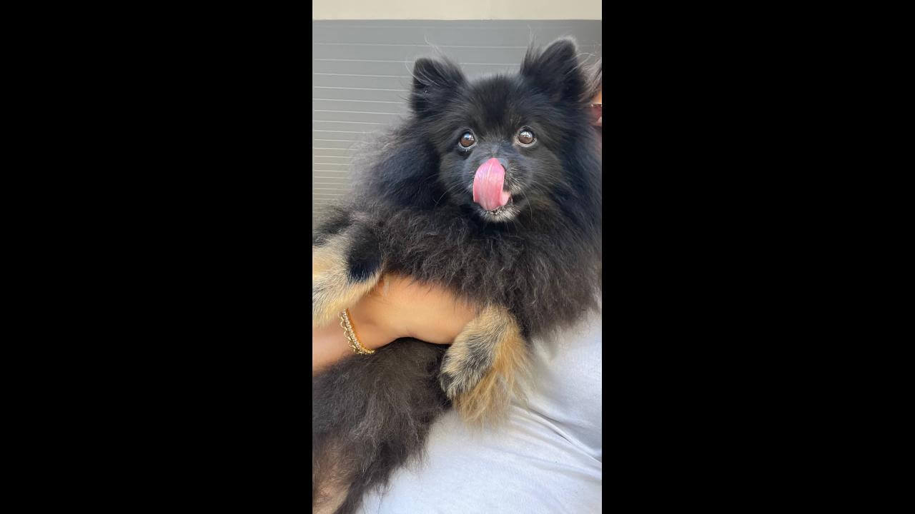 Cachorra é encontrada no bairro Tropical II
