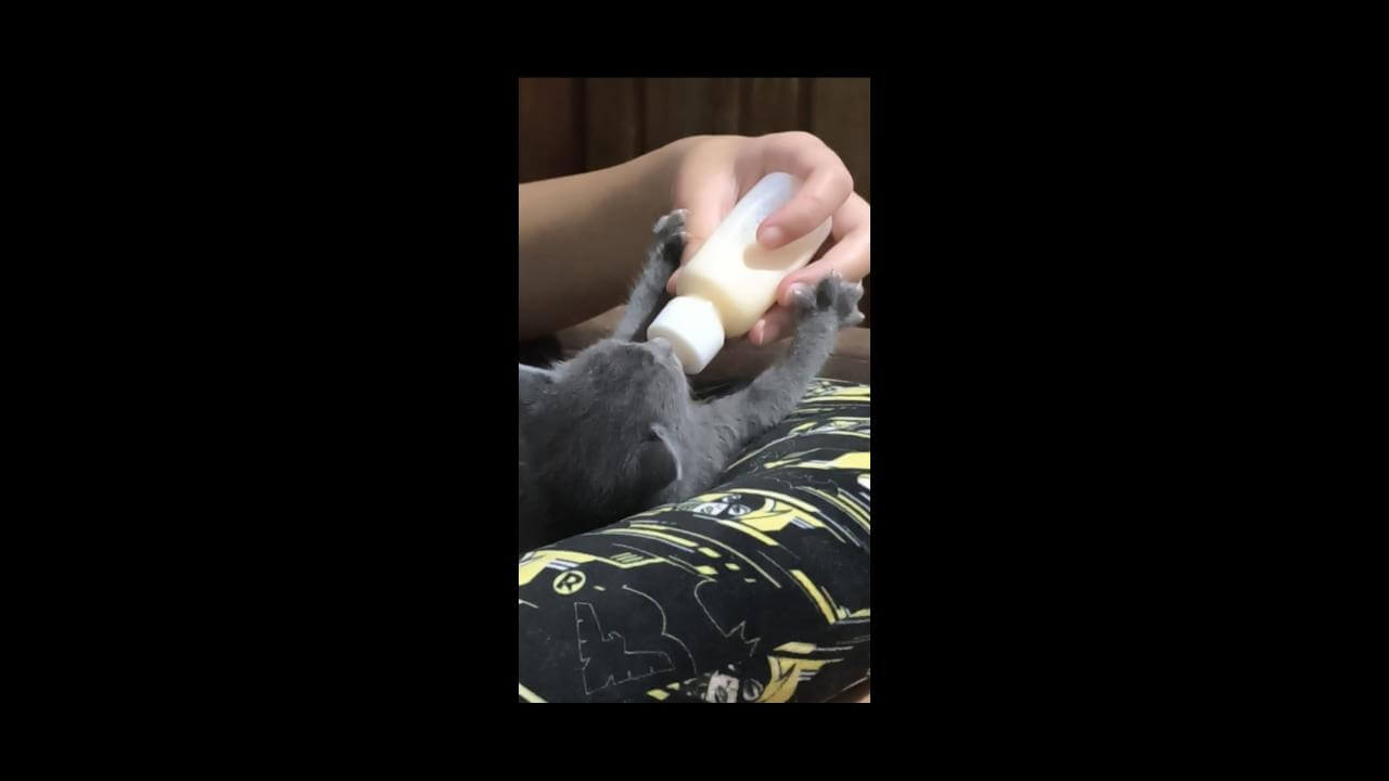 Gata Mia desapareceu no bairro Coqueiral
