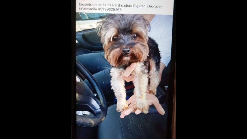 Cachorro é encontrado no bairro Recanto Tropical Cachorro é encontrado no bairro Recanto Tropical