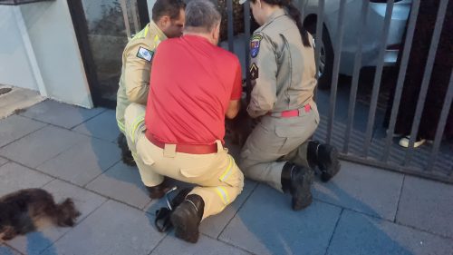 Cachorro fica preso em portão de residência e Corpo de Bombeiros é acionado para resgate Cachorro fica preso em portão de residência e Corpo de Bombeiros é acionado para resgate