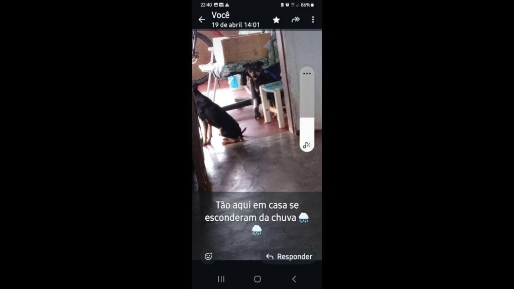 Cachorro 2 cachorrinho um se chama neguinho e o outro é o desapareceu no bairro Alto Alegre Cachorro 2 cachorrinho um se chama neguinho e o outro é o desapareceu no bairro Alto Alegre