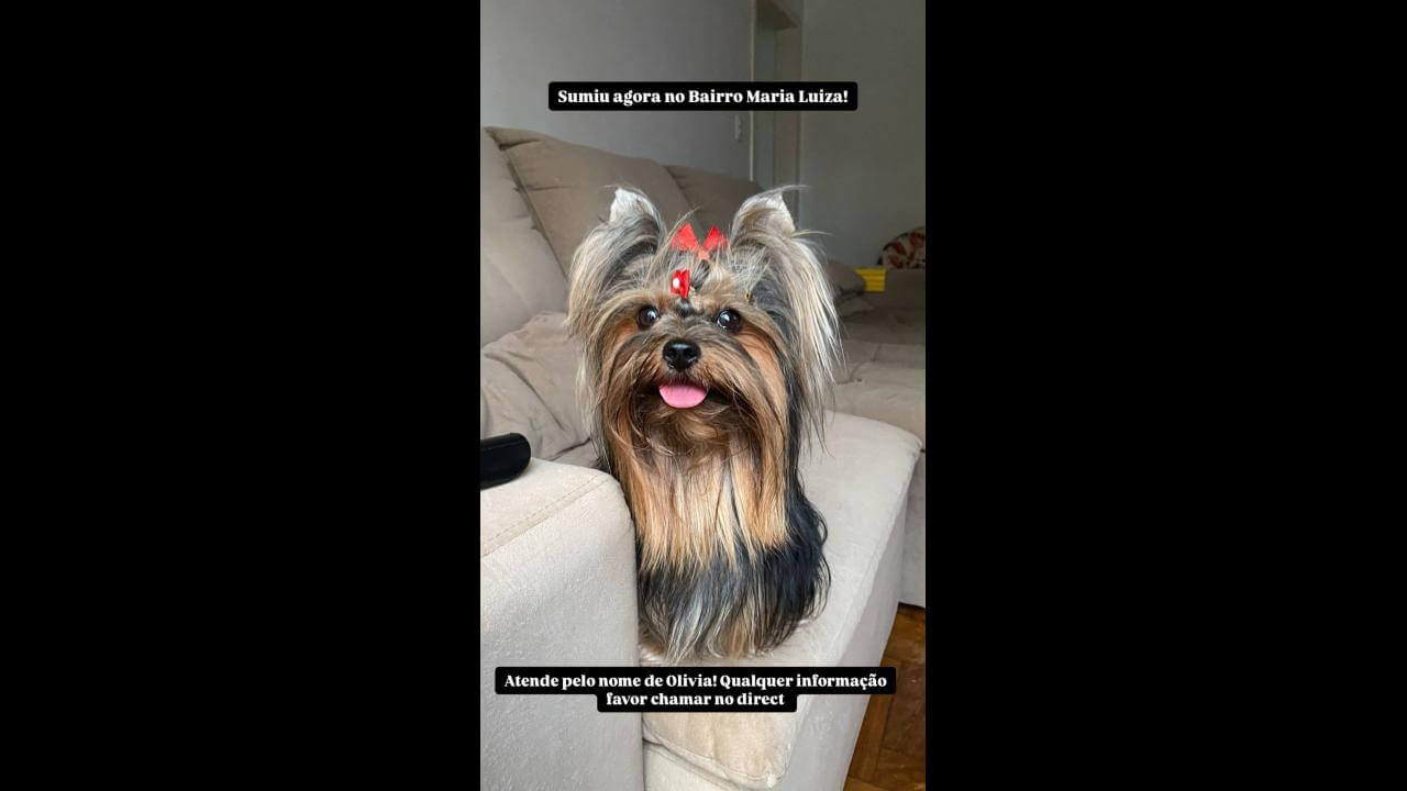Cachorra Olivia desapareceu no bairro Maria Luiza