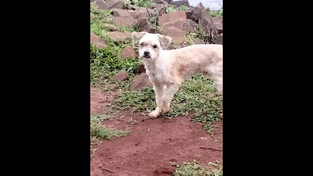 Cachorro é encontrado no bairro Região do Lago