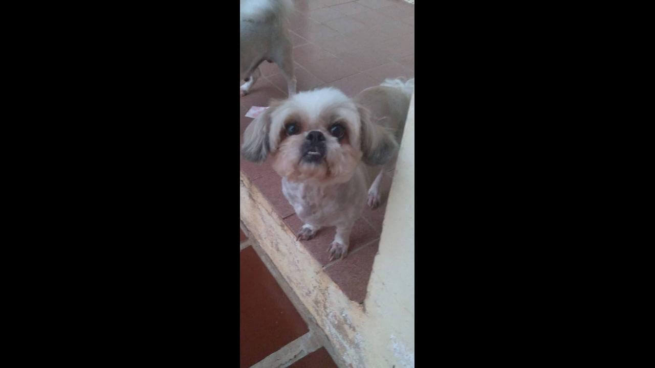 Cachorra Cristal desapareceu no bairro Universitário