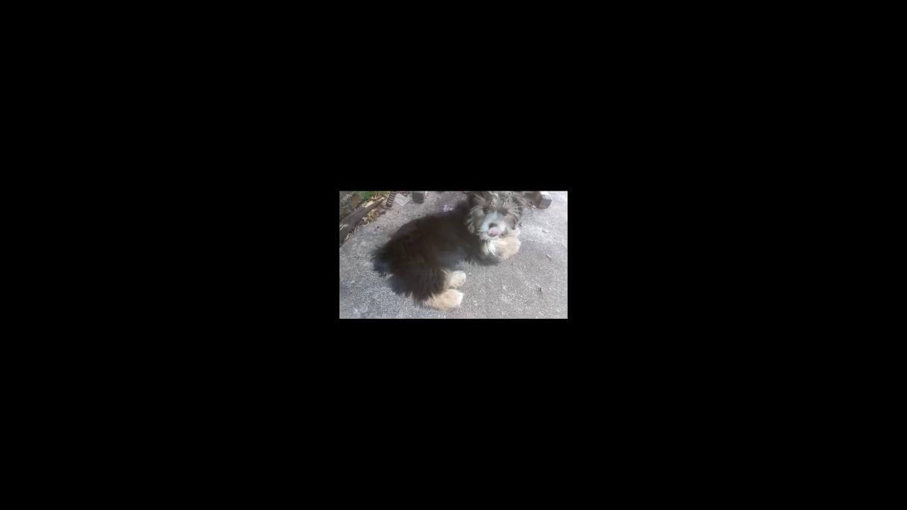 Cachorra Totoquinha desapareceu no bairro Brasmadeira