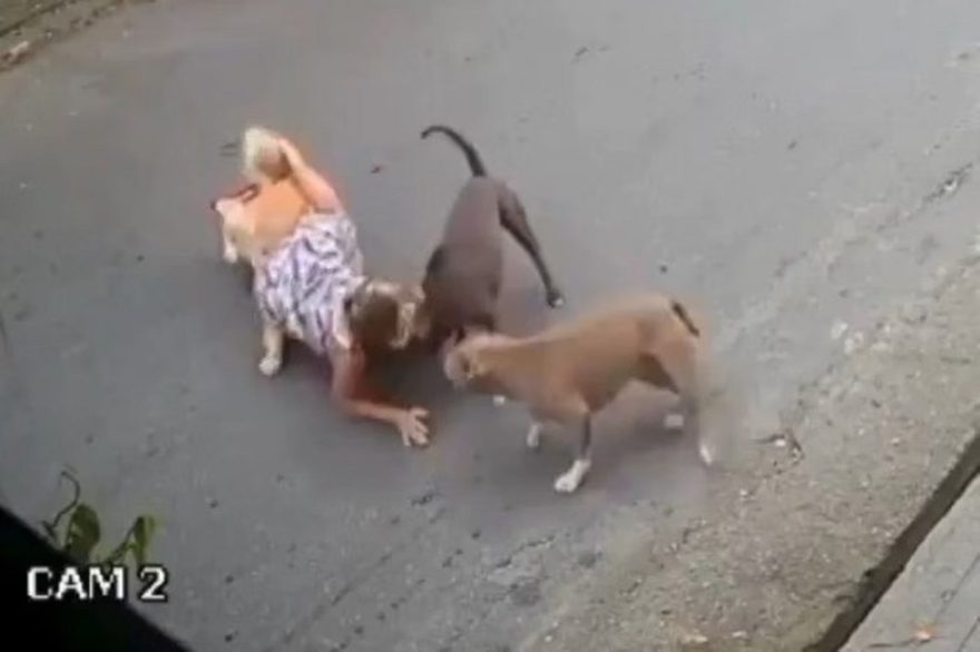 Grávida de sete meses cai ao defender seu cão de Pit Monsters soltos