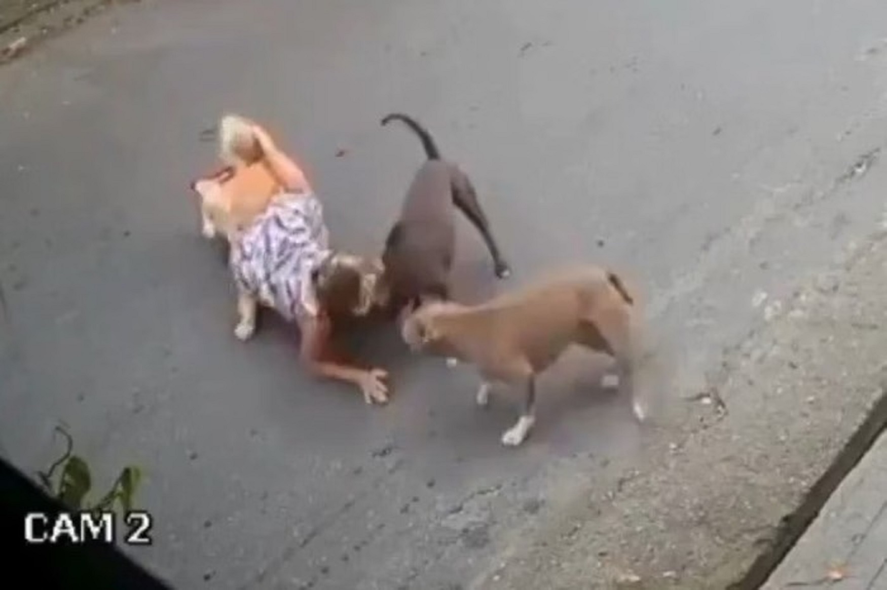 Grávida de sete meses cai ao defender seu cão de Pit Monsters soltos