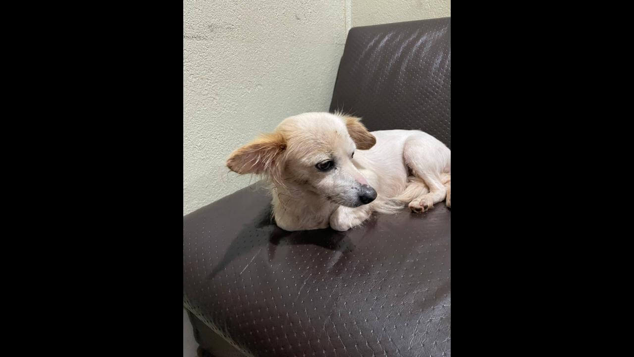 Cachorra é encontrada no bairro Universitário Cachorra é encontrada no bairro Universitário
