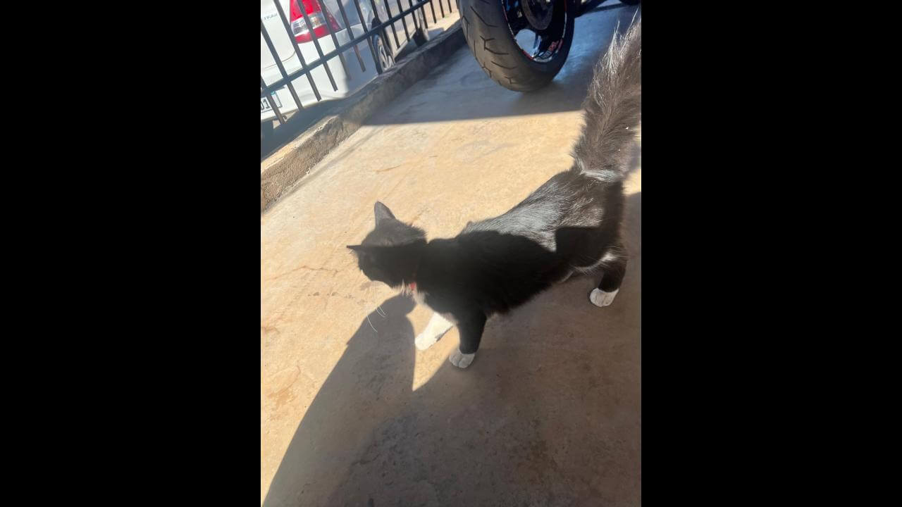 Gata é encontrada no bairro São Cristóvão Gata é encontrada no bairro São Cristóvão