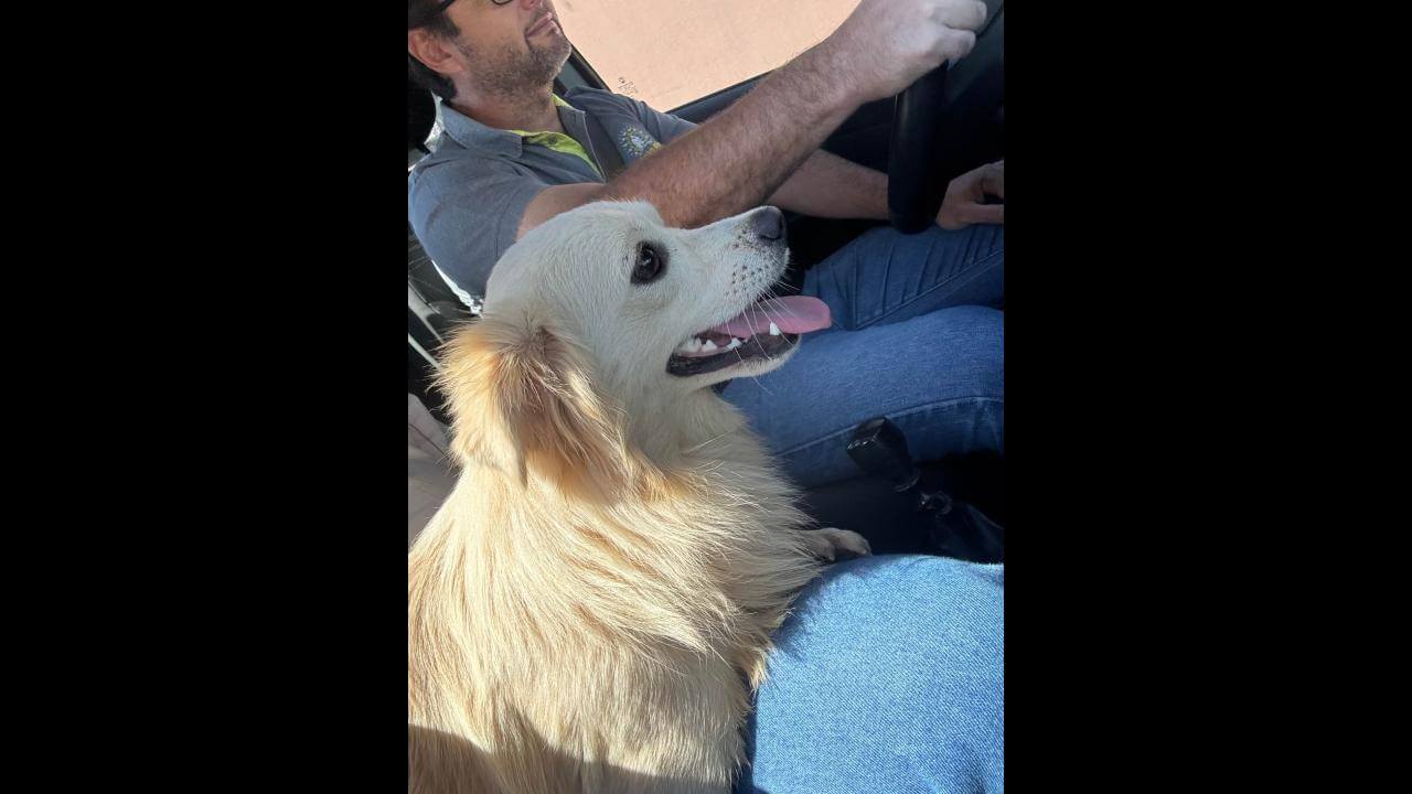 Cachorro é encontrado no bairro Country