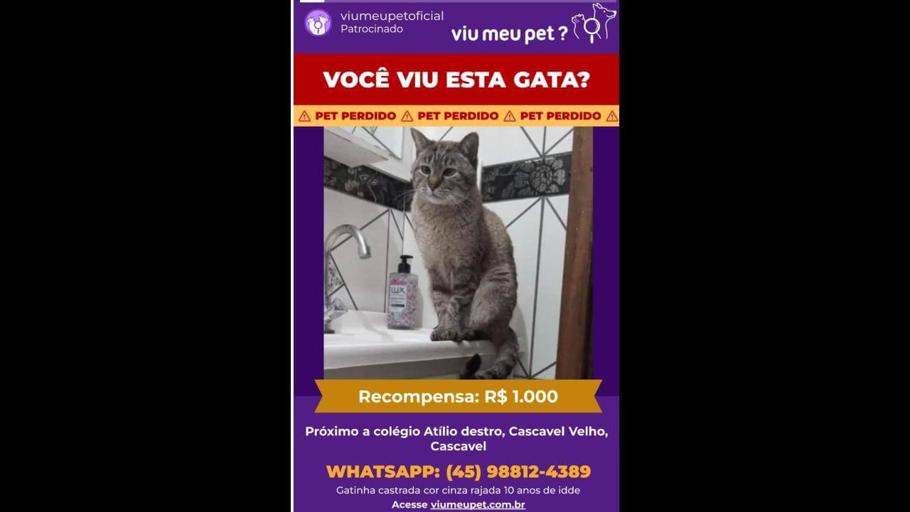 Gata Mima desapareceu no bairro Cascavel Velho