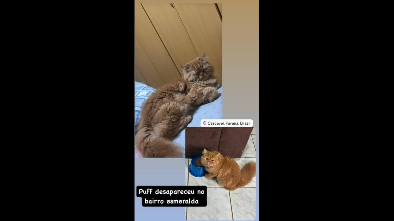 Gato Puff desapareceu no bairro Esmeralda