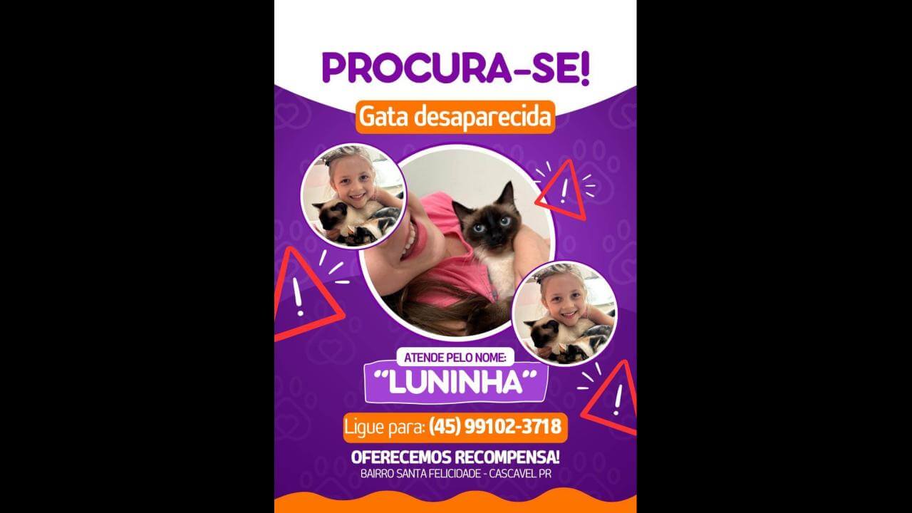 Gata Luninha desapareceu no bairro Jardim Padovani