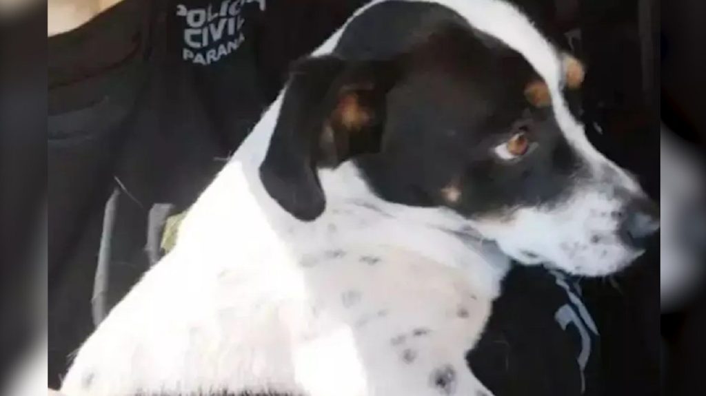 Cachorro vítima de maus-tratos vence ex-tutor na Justiça e receberá indenização no Paraná