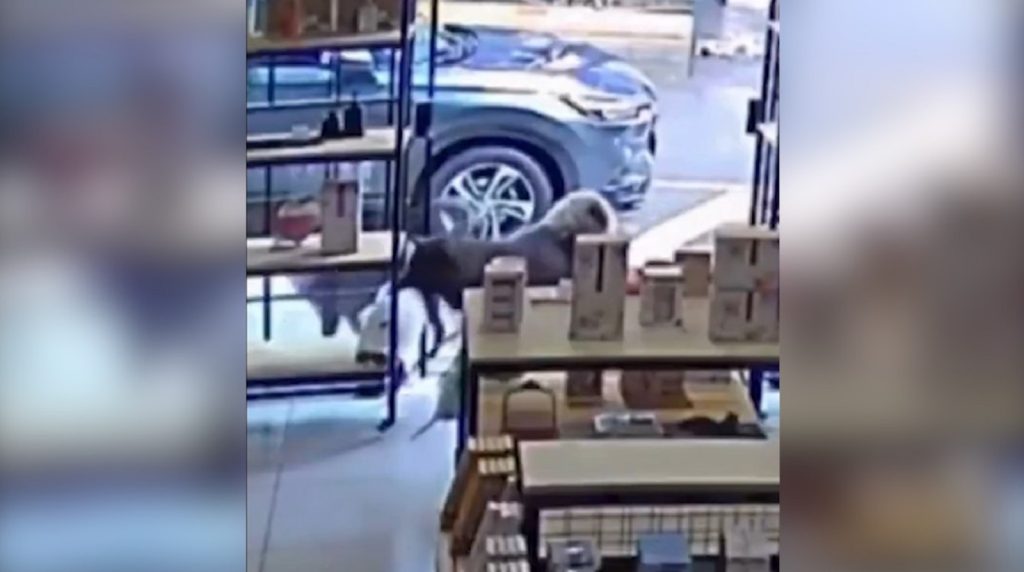 Cachorro é flagrado ‘furtando’ vaquinha de pelúcia em loja de Marialva