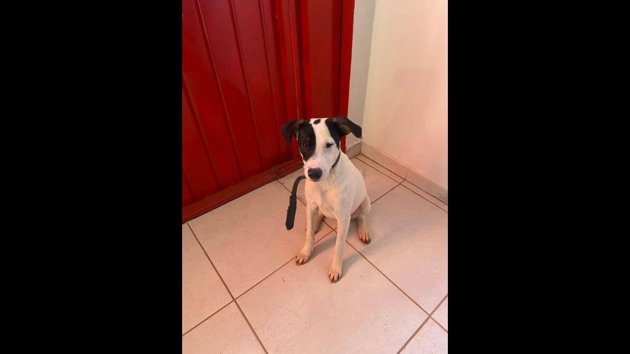 Cachorro é encontrado no bairro Brasília