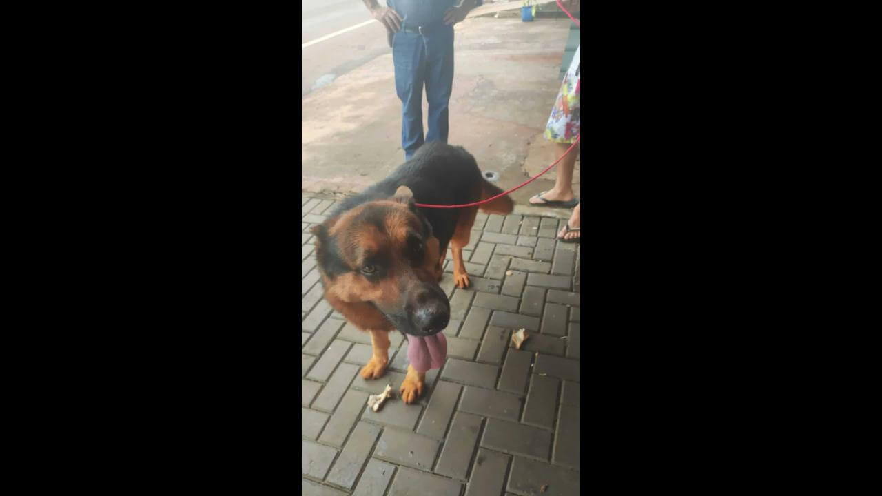 Cachorro Thor desapareceu no bairro Brasília