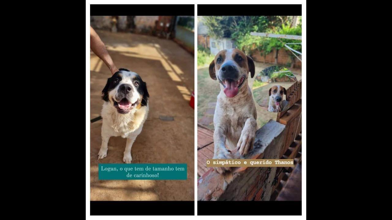 Cachorros Logan e Tanos desapareceram no bairro Santa Cruz