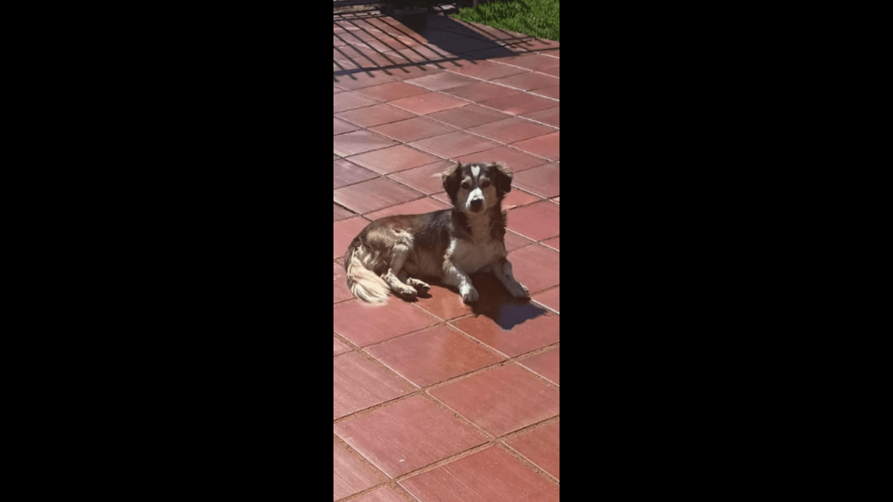 Cachorro é encontrado no bairro Maria Luiza
