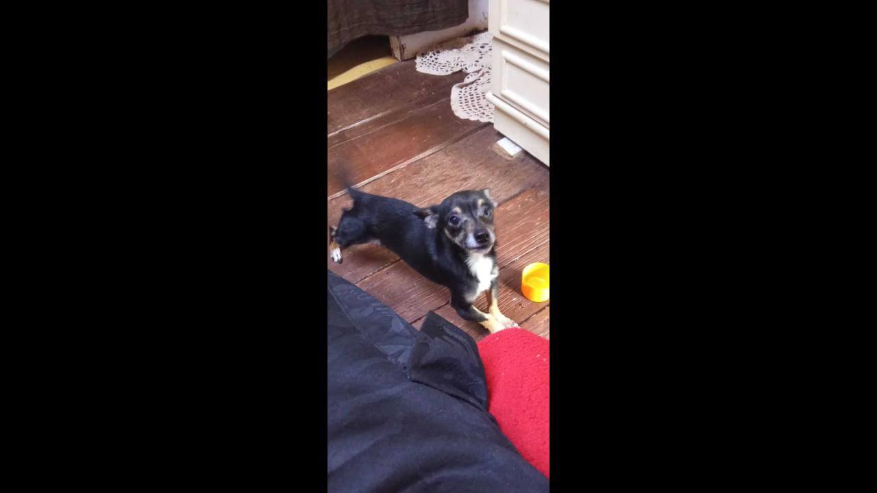 Cachorro Scoob desapareceu no bairro Cataratas