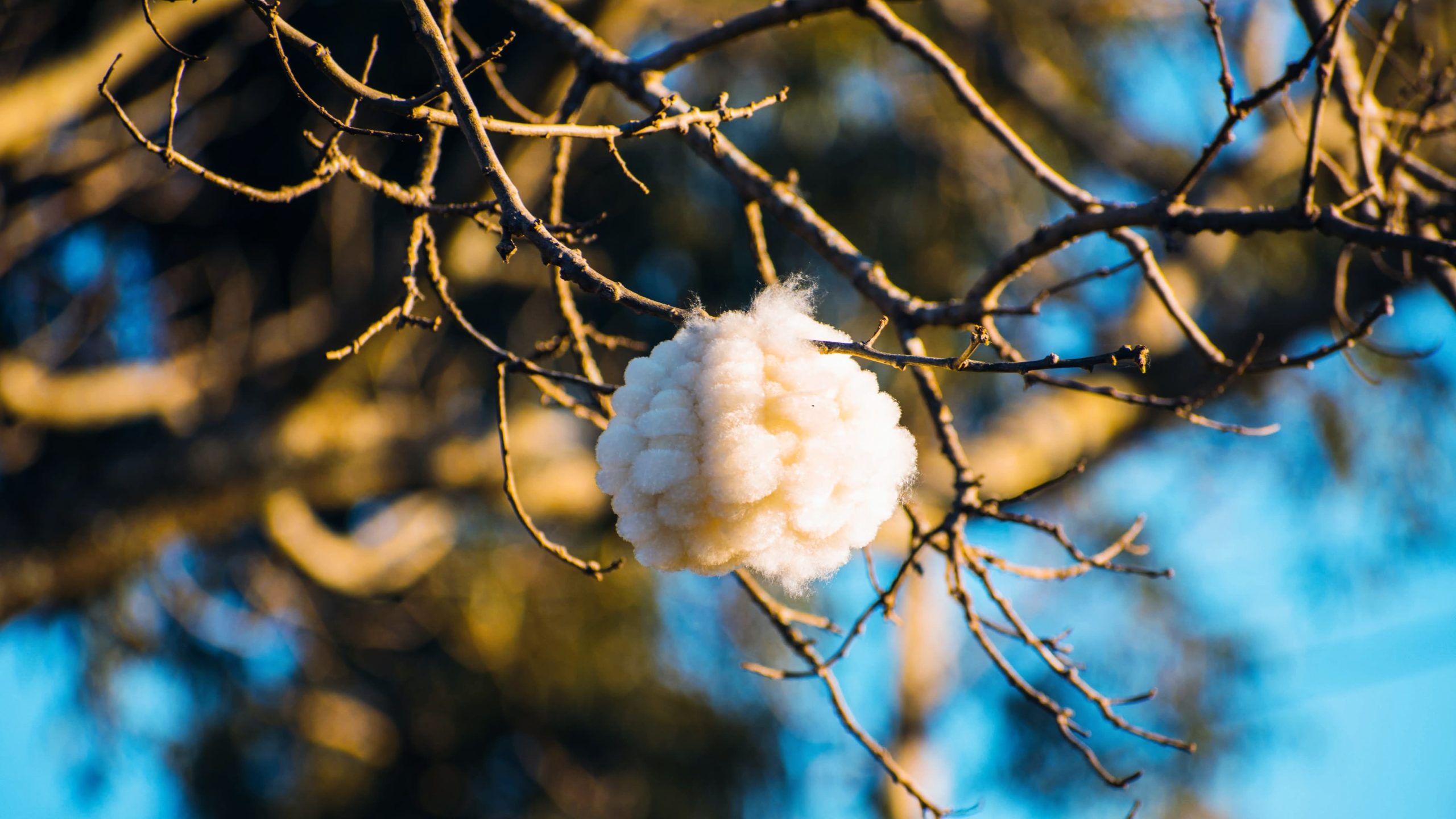 6.9ºC: Cascavel registra a menor temperatura do ano nesta terça-feira (29)